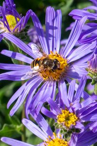 Превью обои васильки, цветы, пчела, лепестки, макро, фиолетовый