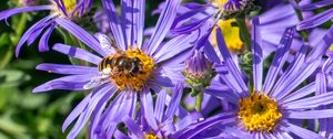 Превью обои васильки, цветы, пчела, лепестки, макро, фиолетовый