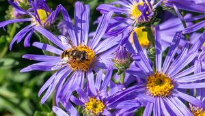 Превью обои васильки, цветы, пчела, лепестки, макро, фиолетовый