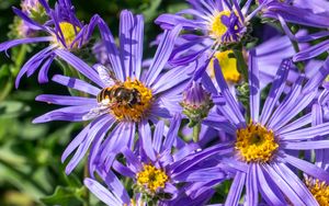 Превью обои васильки, цветы, пчела, лепестки, макро, фиолетовый