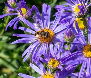 Превью обои васильки, цветы, пчела, лепестки, макро, фиолетовый