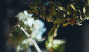 Превью обои ваза, цветы, сухоцвет, размытие