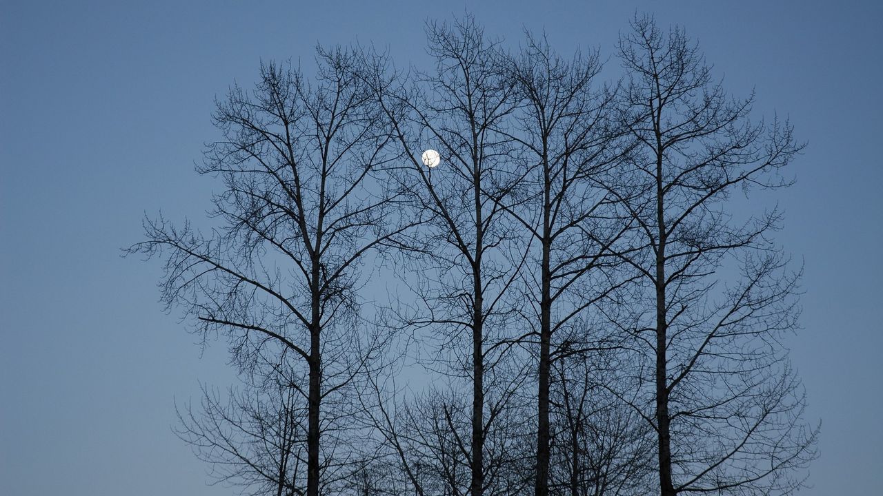 Обои вечер, луна, небо, ветви, голубое, деревья