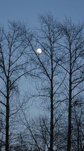 Превью обои вечер, луна, небо, ветви, голубое, деревья