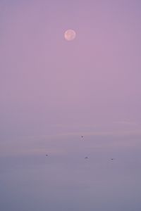 Превью обои вечер, луна, птицы, фиолетовый