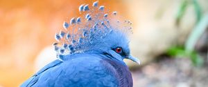 Превью обои веероносный венценосный голубь, голубь, птица, синий
