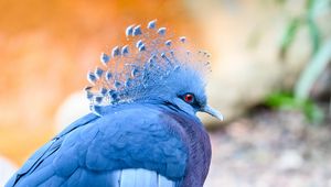 Превью обои веероносный венценосный голубь, голубь, птица, синий