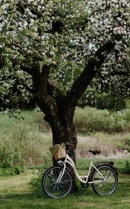 Превью обои велосипед, дерево, яблоня, цветение, цветы