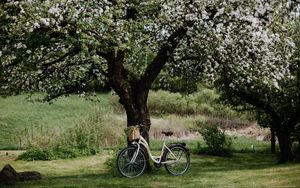 Превью обои велосипед, дерево, яблоня, цветение, цветы