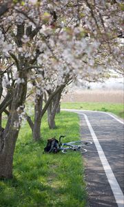 Превью обои велосипед, дорожка, сакуры, деревья, трава