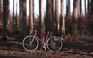 Превью обои велосипед, лес, деревья, спорт