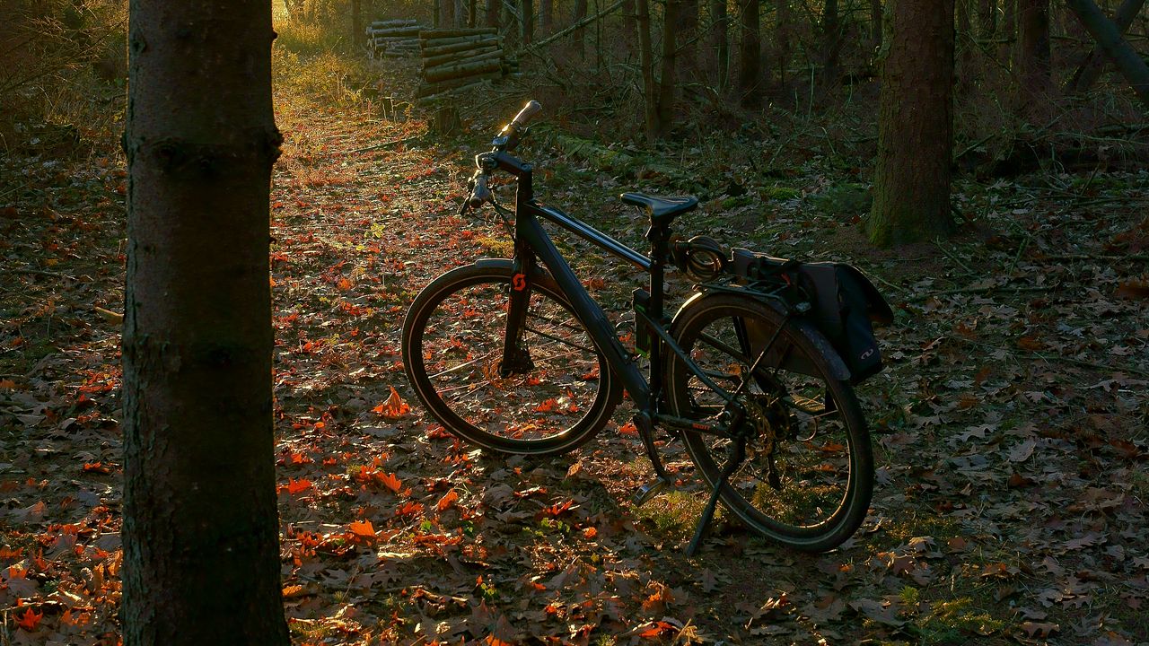 Обои велосипед, лес, деревья, листья, сухой, тропа, природа