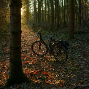 Превью обои велосипед, лес, деревья, листья, сухой, тропа, природа