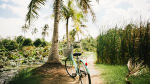 Превью обои велосипед, пальмы, тропики, солнечный свет