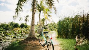 Превью обои велосипед, пальмы, тропики, солнечный свет
