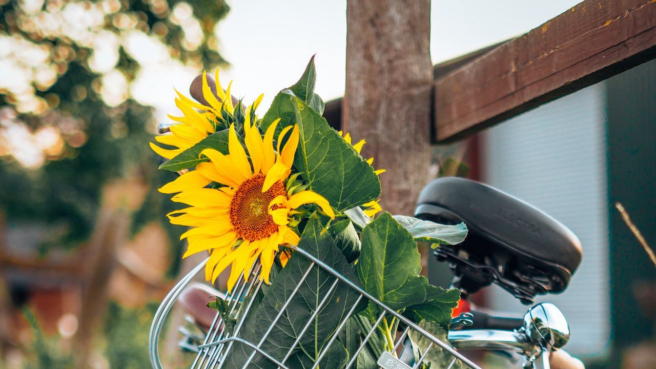 Обои велосипед, подсолнухи, цветы, корзина