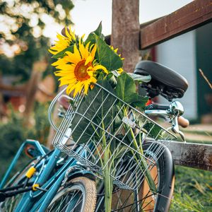 Превью обои велосипед, подсолнухи, цветы, корзина