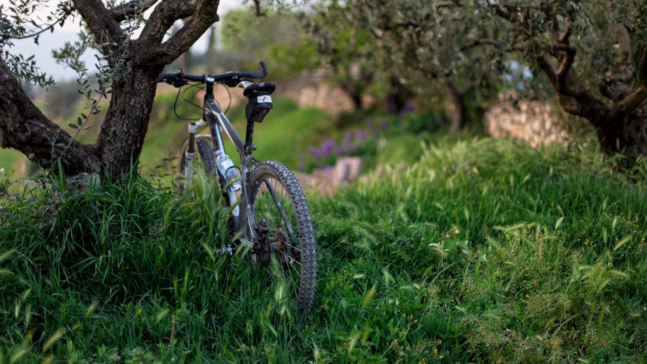 Обои велосипед, трава, деревья