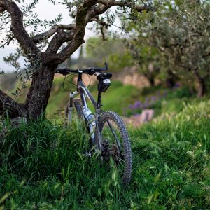 Превью обои велосипед, трава, деревья
