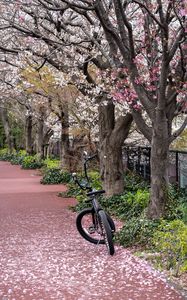 Превью обои велосипед, тропа, лепестки, деревья, весна