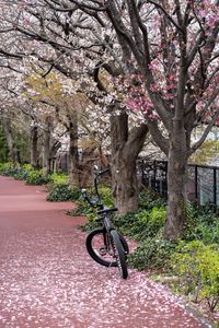Превью обои велосипед, тропа, лепестки, деревья, весна
