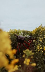 Превью обои велосипед, цветы, поле