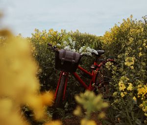 Превью обои велосипед, цветы, поле
