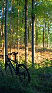 Превью обои велосипеды, деревья, лес