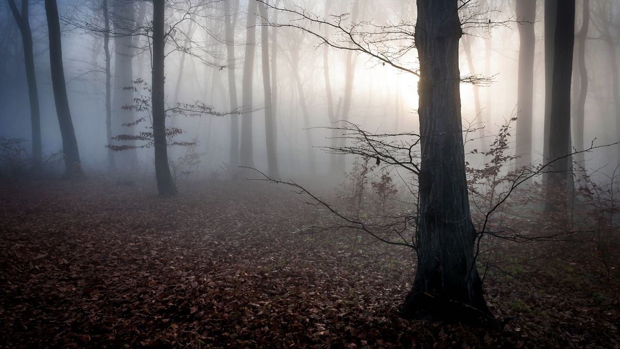 Обои венгрия, деревья, туман, осень
