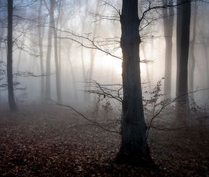 Превью обои венгрия, деревья, туман, осень