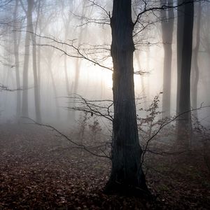 Превью обои венгрия, деревья, туман, осень