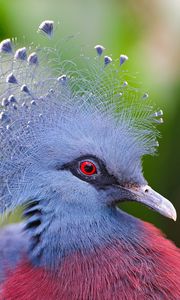 Превью обои венценосный голубь, перья, красивый, голова