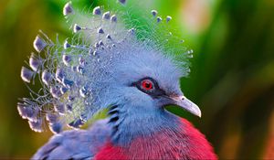 Превью обои венценосный голубь, перья, птица