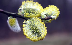 Превью обои верба, цветение, ветка, сезон