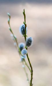 Превью обои верба, ветка, макро, блюр