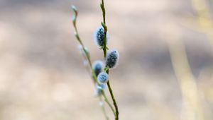 Превью обои верба, ветка, макро, блюр