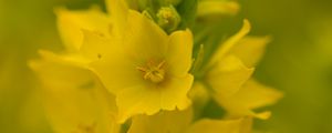 Превью обои вербейник, цветы, растение, желтый, макро