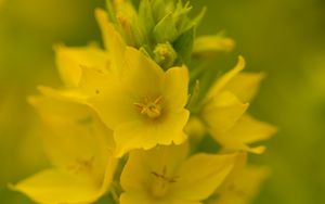 Превью обои вербейник, цветы, растение, желтый, макро