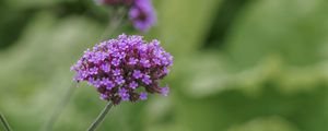 Превью обои вербена, соцветие, цветы, фиолетовый