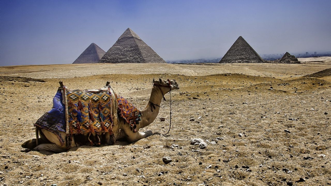 Обои верблюд, пирамиды, египет