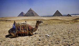 Превью обои верблюд, пирамиды, египет