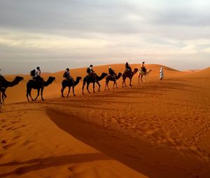 Превью обои верблюды, караван, пустыня, сафари, дюна