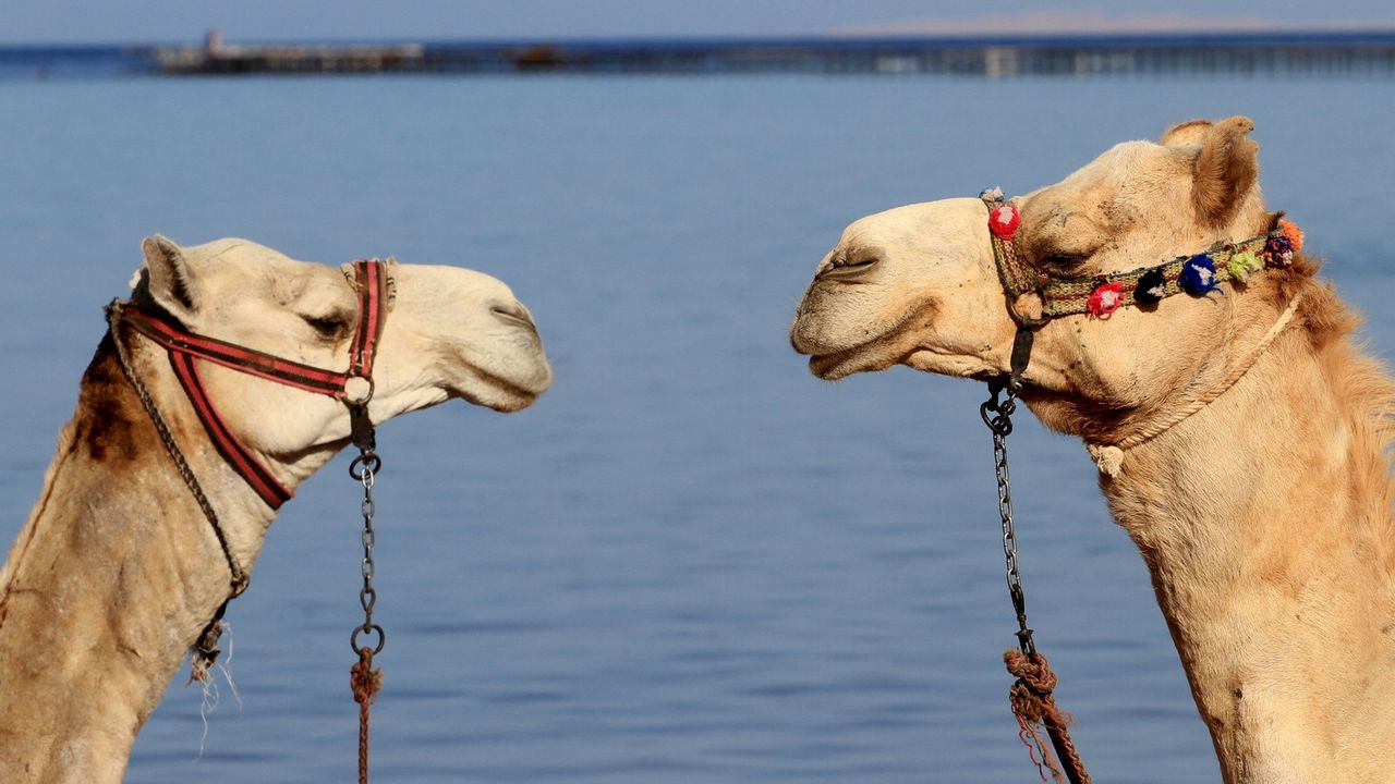 Обои верблюды, пара, упряжка, вода