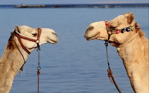 Превью обои верблюды, пара, упряжка, вода
