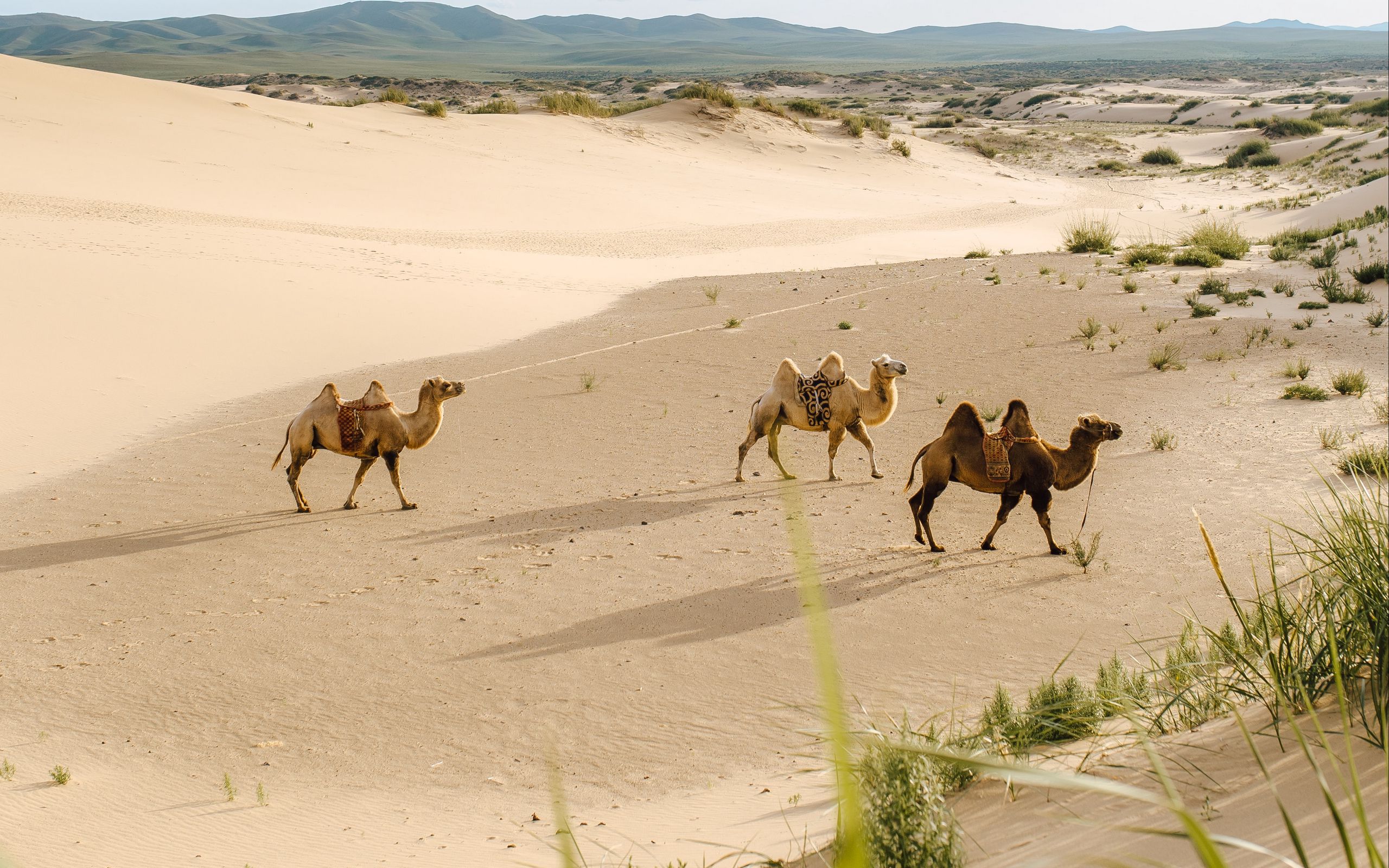 Оазис в пустыне Верблюды