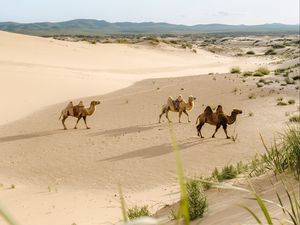 Превью обои верблюды, пустыня, животные, песок, оазис