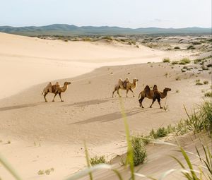 Превью обои верблюды, пустыня, животные, песок, оазис