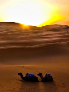 Превью обои верблюды, солнце, пустыня, песок, закат, вечер, следы