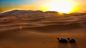 Превью обои верблюды, солнце, пустыня, песок, закат, вечер, следы