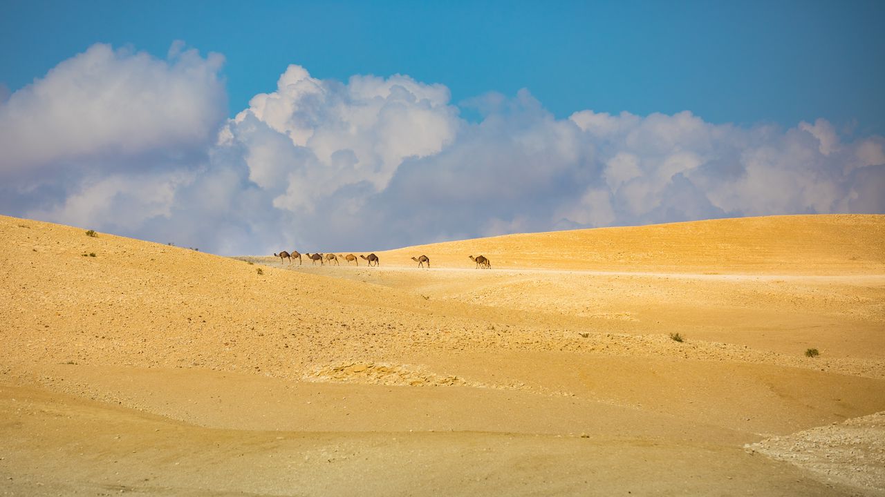 Обои верблюды, животные, пустыня, песок, облака, пейзаж